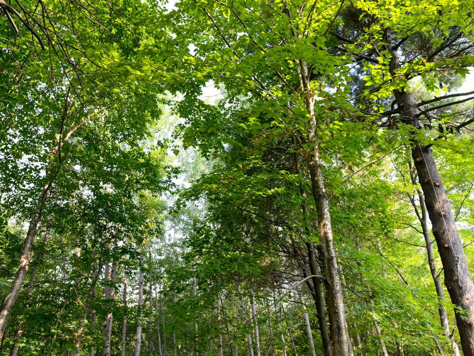 Visuel d'une forêt