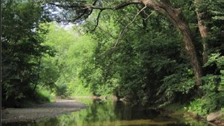 Rivière Lorette, cours d'eau, arbres